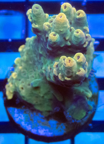 Pikachu Aussie Acropora