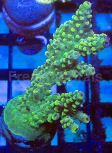 Green Lime Acropora