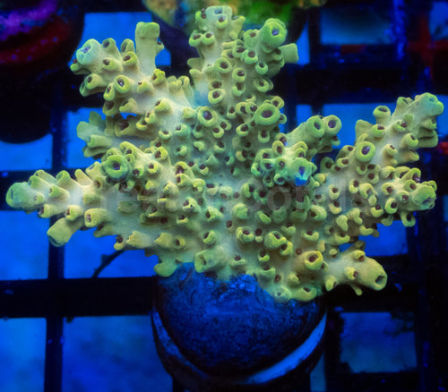 Wolverine Acropora