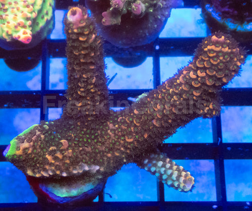 Orange Metal Staghorn Acropora