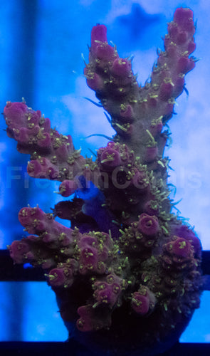 Purple Horrida Acropora