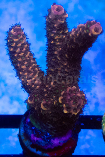 Orange Metal Staghorn Acropora