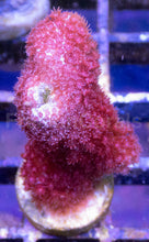 Carregar imagem no visualizador da galeria, Branching Porites Red Polyps – Rare New Release (Similar to Photo)