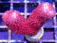 Carregar imagem no visualizador da galeria, Branching Porites Red Polyps – Rare New Release (Similar to Photo)