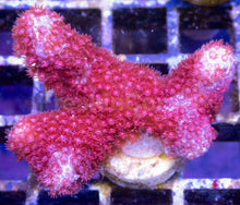 Carregar imagem no visualizador da galeria, Branching Porites Red Polyps – Rare New Release (Similar to Photo)