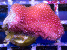 Carregar imagem no visualizador da galeria, Branching Porites Red Polyps – Rare New Release (Similar to Photo)