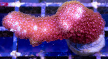 Carregar imagem no visualizador da galeria, Branching Porites Red Polyps – Rare New Release (Similar to Photo)