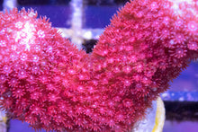 Carregar imagem no visualizador da galeria, Branching Porites Red Polyps – Rare New Release (Similar to Photo)