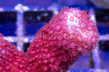 Carregar imagem no visualizador da galeria, Branching Porites Red Polyps – Rare New Release (Similar to Photo)