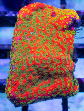 Carregar imagem no visualizador da galeria, Sunset Montipora – Frag (Similar to Photo)