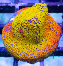 Carregar imagem no visualizador da galeria, Rainbow Montipora danae – Frag (Similar to Photo)