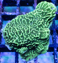 Load image into Gallery viewer, Green Montipora foliosa – Frag (Similar to Photo)
