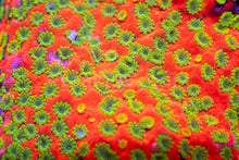 Carregar imagem no visualizador da galeria, Sunset Montipora – Frag (Similar to Photo)