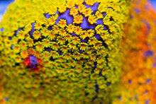 Carregar imagem no visualizador da galeria, Rainbow Montipora danae – Frag (Similar to Photo)