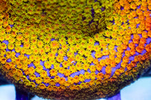 Carregar imagem no visualizador da galeria, Rainbow Montipora danae – Frag (Similar to Photo)