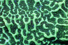 Load image into Gallery viewer, Green Montipora foliosa – Frag (Similar to Photo)