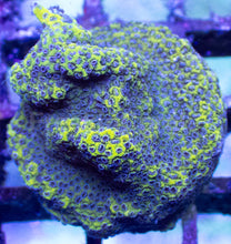 Load image into Gallery viewer, Blueberry Montipora – Frag (Similar to Photo)