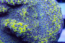 Load image into Gallery viewer, Blueberry Montipora – Frag (Similar to Photo)