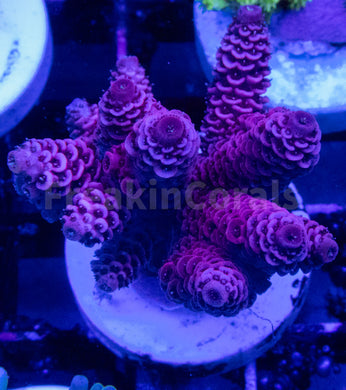 FK Pink Millepora Acropora Indonesia (WYSIWYG)