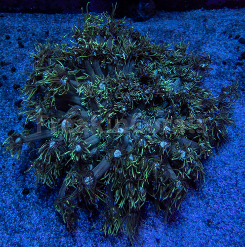 FK Green Goniopora XXL Colony (Australia)