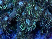 Load image into Gallery viewer, FK Green Goniopora XXL Colony (Australia)