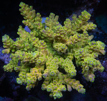 Load image into Gallery viewer, FK One Million Gold Tenuis Acropora (Cut-To-Order - Collector SPS)