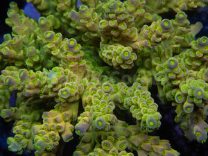 FK One Million Gold Tenuis Acropora (Cut-To-Order - Collector SPS)