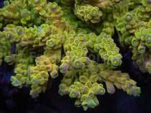 Load image into Gallery viewer, FK One Million Gold Tenuis Acropora (Cut-To-Order - Collector SPS)