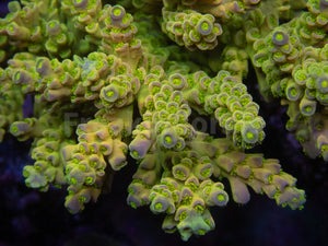 FK One Million Gold Tenuis Acropora (Cut-To-Order - Collector SPS)