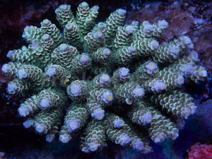 FK Navy Blue Tenuis Acropora (Cut-To-Order)