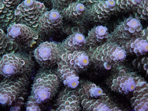 FK Navy Blue Tenuis Acropora (Cut-To-Order)