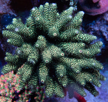 Carregar imagem no visualizador da galeria, FK Green Foil Millepora  Acropora (Cut-To-Order)