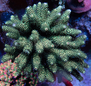 FK Green Foil Millepora  Acropora (Cut-To-Order)