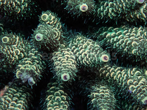 FK Green Foil Millepora  Acropora (Cut-To-Order)