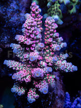 Carregar imagem no visualizador da galeria, FK Mastergrade Rainbow Tenuis Acropora (Cut-To-Order - Collector SPS)