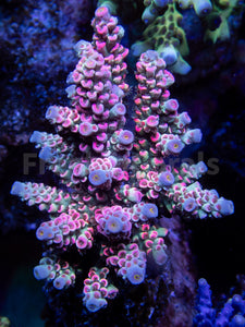 FK Mastergrade Rainbow Tenuis Acropora (Cut-To-Order - Collector SPS)