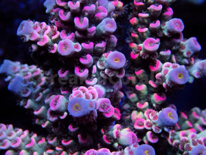 FK Mastergrade Rainbow Tenuis Acropora (Cut-To-Order - Collector SPS)