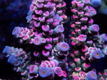 Carregar imagem no visualizador da galeria, FK Mastergrade Rainbow Tenuis Acropora (Cut-To-Order - Collector SPS)