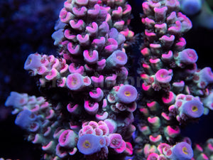 FK Mastergrade Rainbow Tenuis Acropora (Cut-To-Order - Collector SPS)