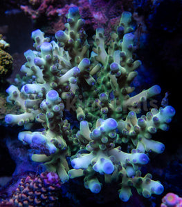 FK King Loripes Acropora (Cut-To-Order)