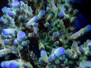 FK King Loripes Acropora (Cut-To-Order)