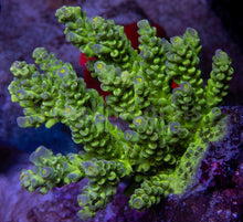 Carregar imagem no visualizador da galeria, FK Firefly Tenuis Acropora (Cut-To-Order)