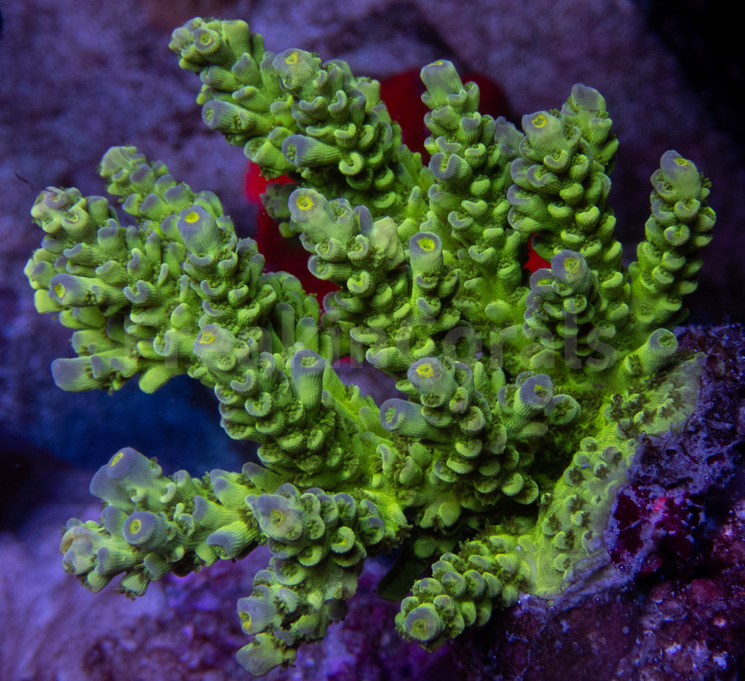 FK Firefly Tenuis Acropora (Cut-To-Order)