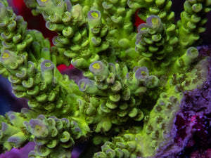 FK Firefly Tenuis Acropora (Cut-To-Order)