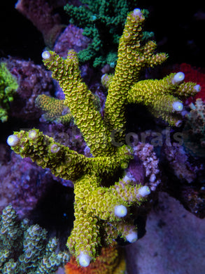 FK Hairy Fairy Yellow Staghorn Acropora (Cut-To-Order)