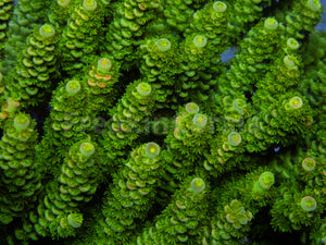 FK Pineapple Metal Tenuis Acropora (Cut-To-Order)