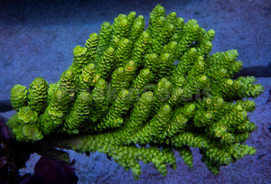 FK Pineapple Metal Tenuis Acropora (Cut-To-Order)