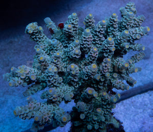 FK Pink Flair Tenuis Acropora (Cut-To-Order)