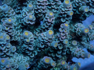 FK Pink Flair Tenuis Acropora (Cut-To-Order)