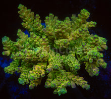 Load image into Gallery viewer, FK One Million Gold Tenuis Acropora (Cut-To-Order - Collector SPS)